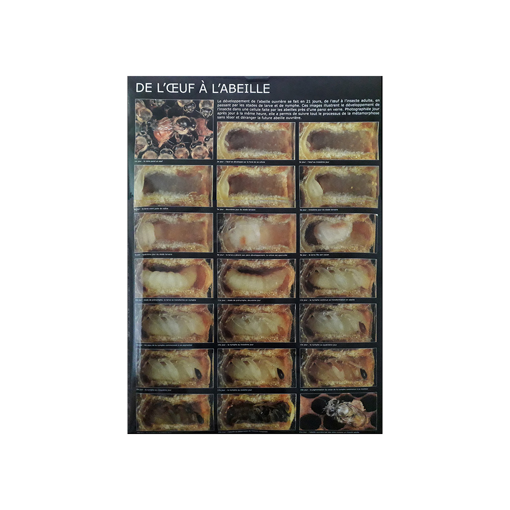 Poster "De l'œuf à l'abeille"