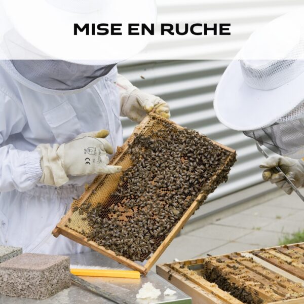 OPTION MISE EN RUCHE